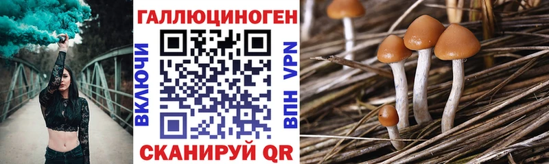 Купить  Георгиевск  Псилоцибиновые грибы Cubensis 
